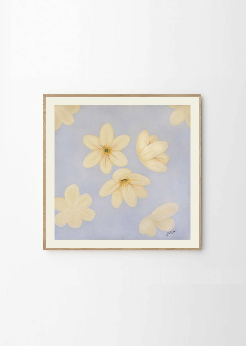 Anemone