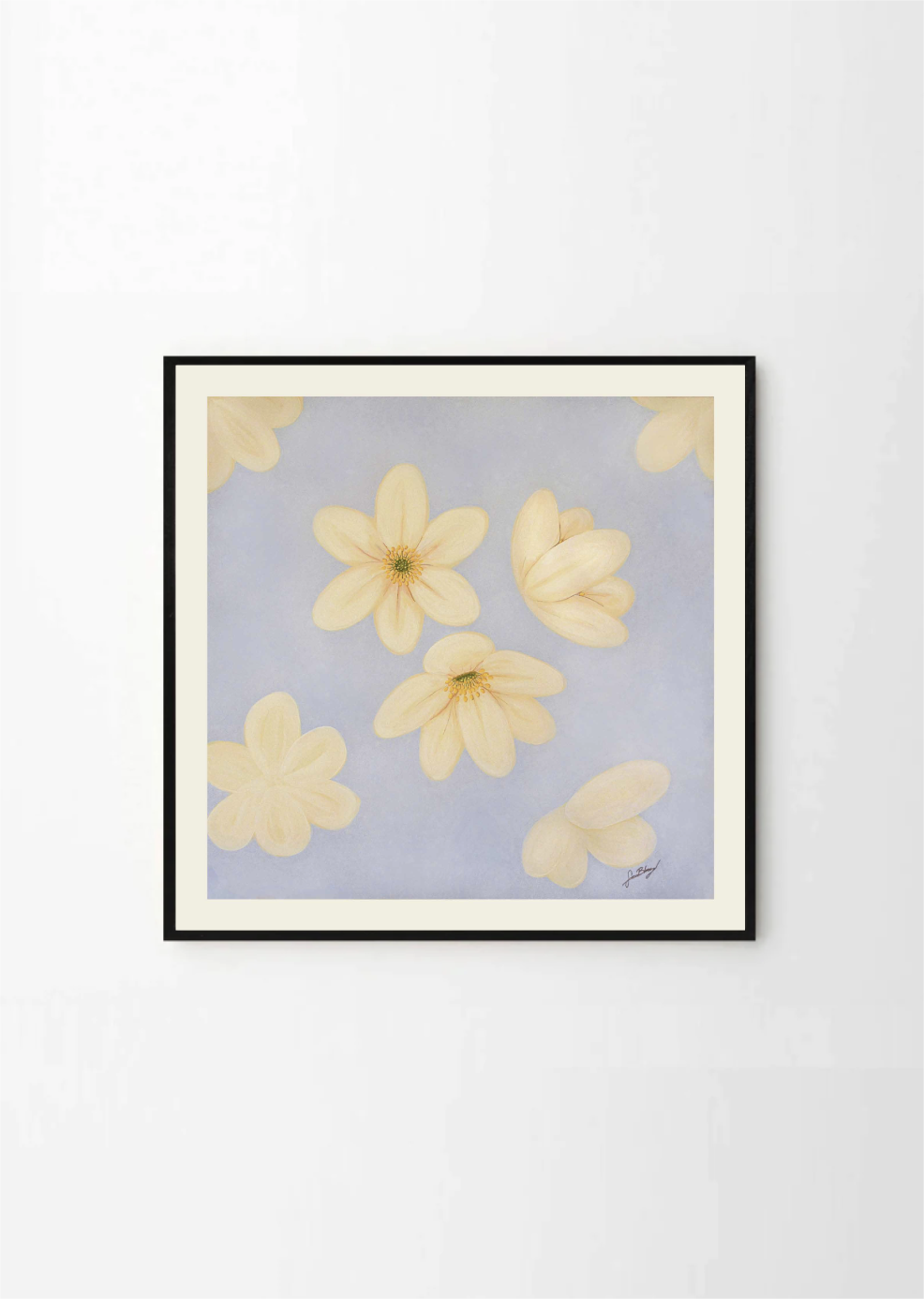 Anemone
