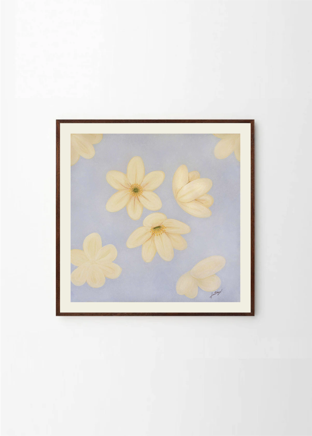 Anemone