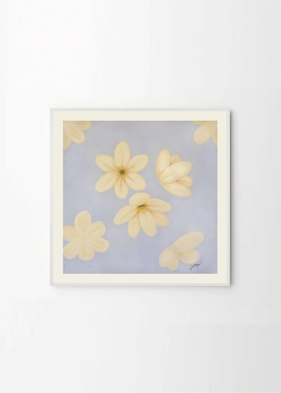 Anemone