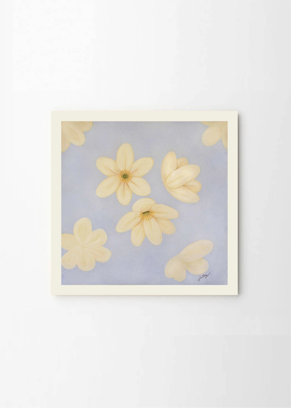Anemone