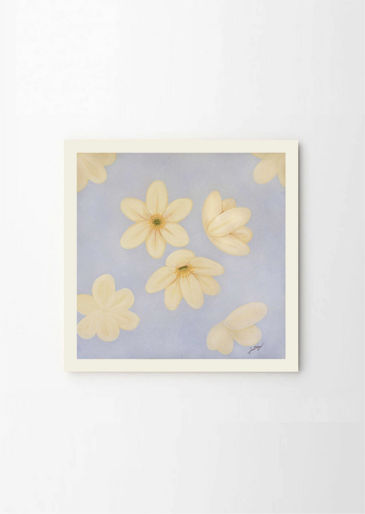 Anemone